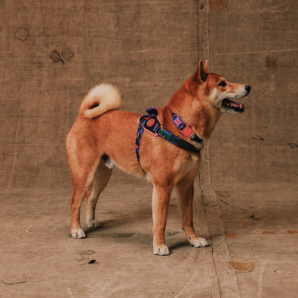 Pechera FlyHarness para Perros Reebok Court