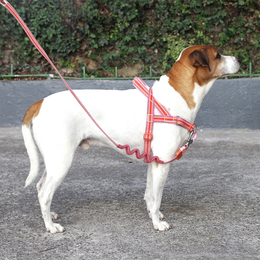Arnés SofterWalk para Perros Jaladores Velvet Vibes Courtney
