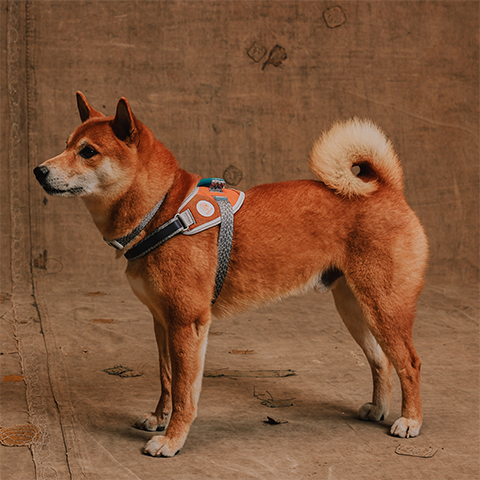 Pechera FlyHarness para Perros Reebok Suede