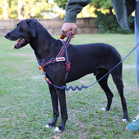 Arnés SofterWalk para Perros Jaladores Velvet Vibes Dropout