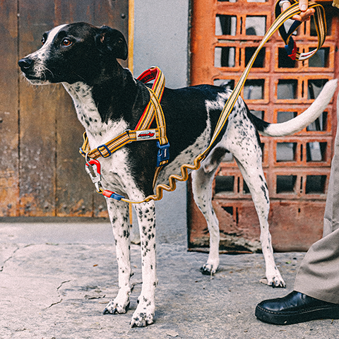 Arnés SofterWalk para Perros Jaladores Velvet Vibes Misfit