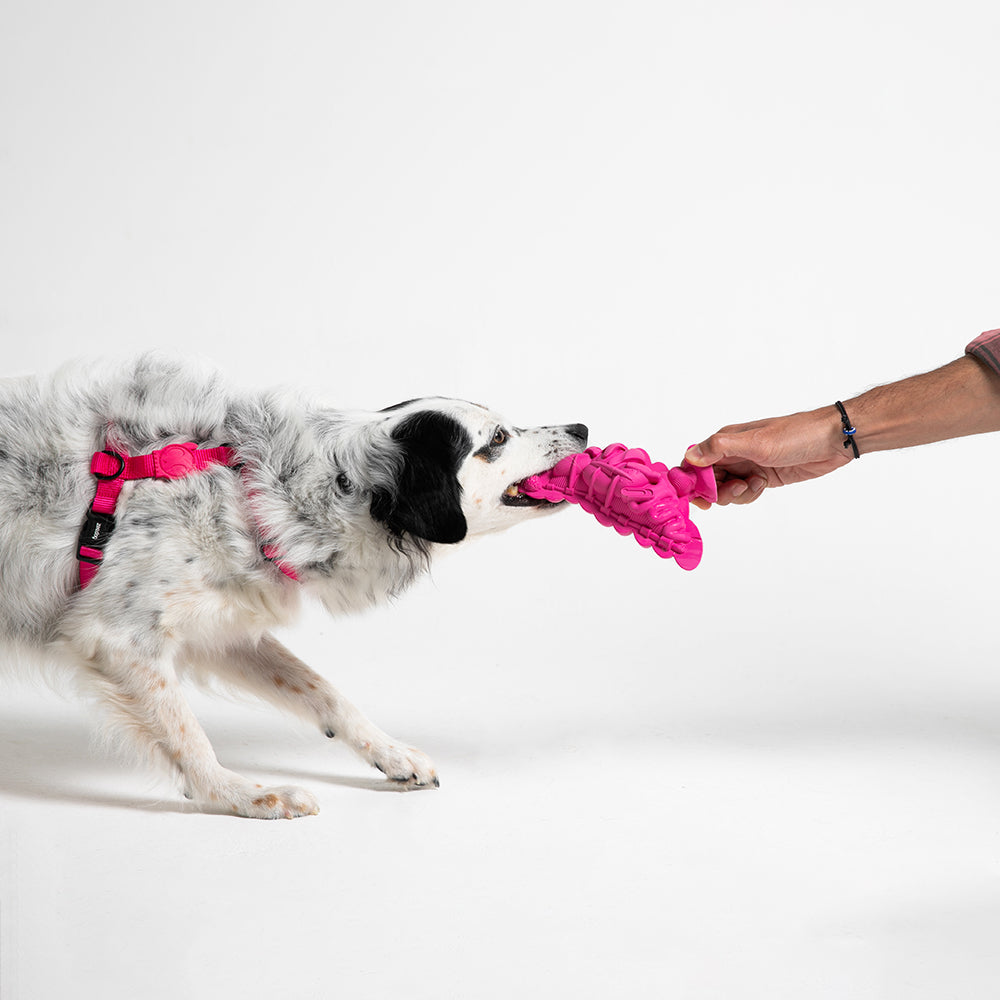 Juguete para Perros Fat Pigeon