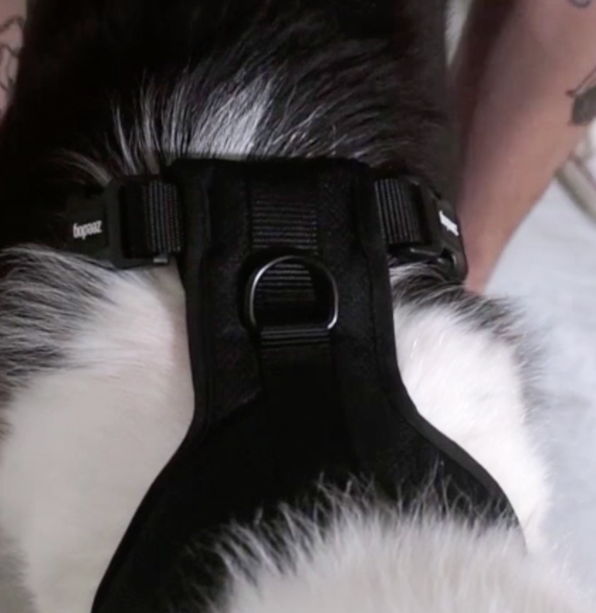 Pechera Air Mesh Ajustable para Perros H3D Puff