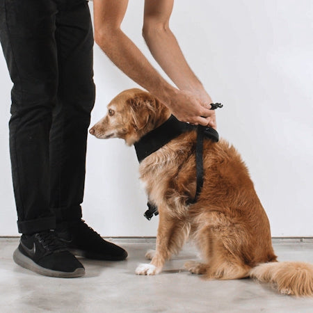 Pechera Air Mesh Ajustable para Perros Honey