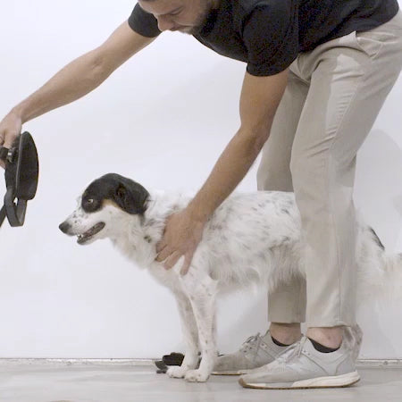 Pechera FlyHarness para Perros ACG