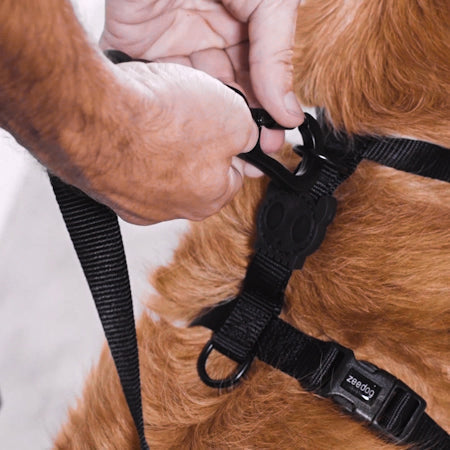 H-Harness para Perros Marvel Thor