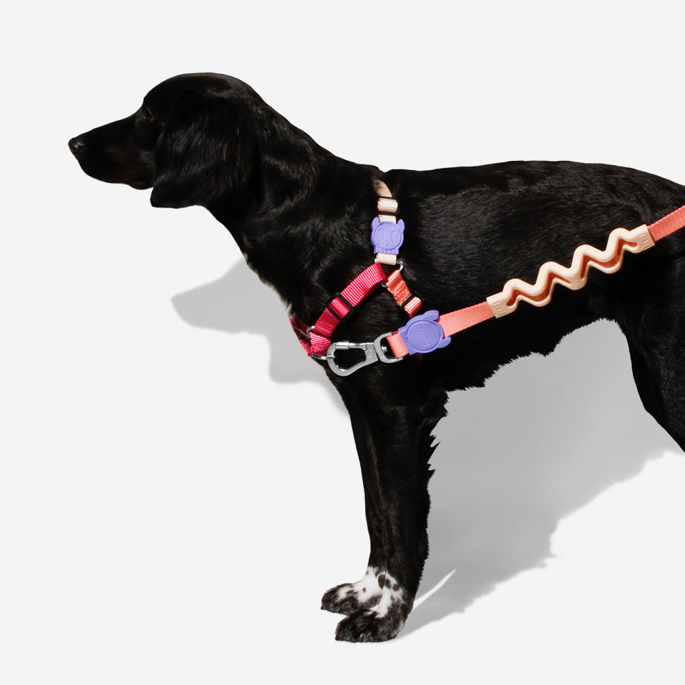 Arnés Soft-Walk para Perros Jaladores Cinnamon