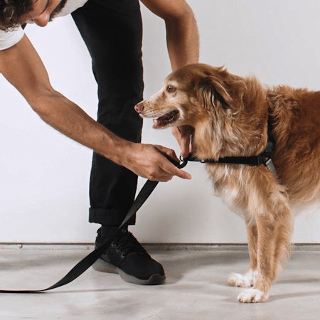 Arnés Soft-Walk para Perros Jaladores Jumper