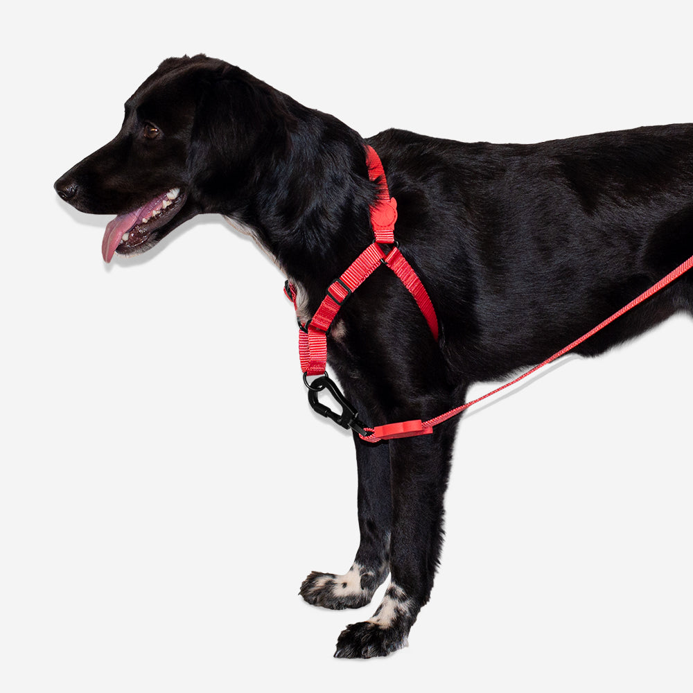 Arnés Soft-Walk para Perros Jaladores Neon Coral