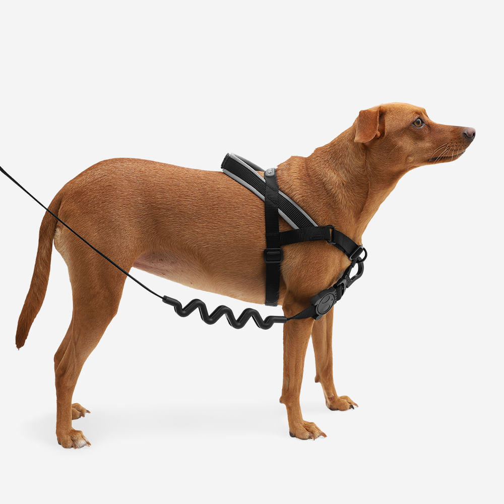 Arnés SofterWalk para Perros Jaladores Gotham